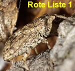 Plattrler Gasterocercus depressirostris _lateral Dr.Oliver Nolte kl.