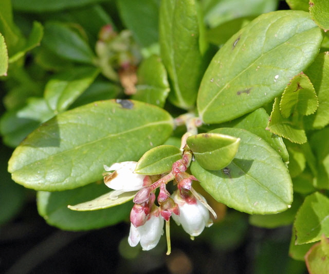 Preiselbeere Vaccinium vitis-idaea 9.7.2011 Allgu Alpen Fellhorn 42a