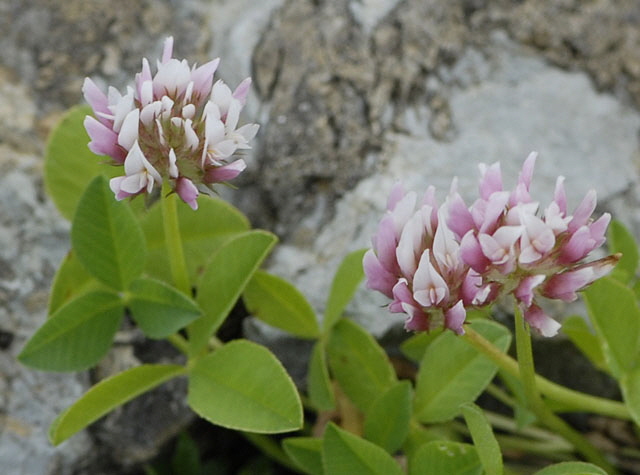Rasiger Klee (Trifolium thalii) 9.7.2011 Allgu Alpen Fellhorn 