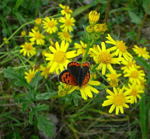 Raukenblttriges Greiskraut Senecio erucifolius kl.