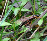Riesenholzwespen-Schlupfwespe Coleocentrus cf. excitator 2 kl.