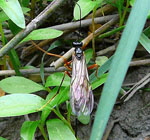 Riesenholzwespen-Schlupfwespe Coleocentrus cf. excitator 3 kl.