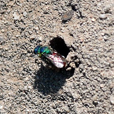 Rosa Goldwespe Hedychridium roseum  Mai 09 Lorsch Weschnitzinsel 039