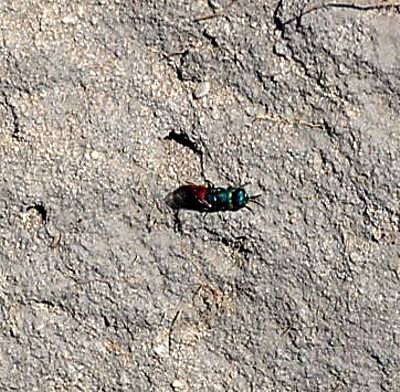 Rosa Goldwespe Hedychridium roseum  Mai 09 Lorsch Weschnitzinsel 053