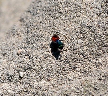 Rosa Goldwespe Hedychridium roseum Mai 09 Lorsch Weschnitzinsel 063