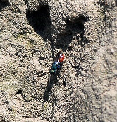 Rosa Goldwespe Hedychridium roseum Mai 09 Lorsch Weschnitzinsel