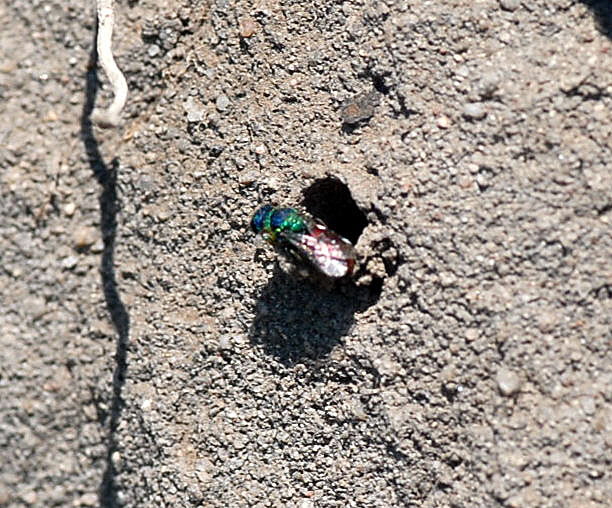 Rosa Goldwespe Hedychridium rosuem Mai 09 Lorsch Weschnitzinsel 039