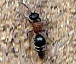 Rotbeinige Spinnenameise Smicromyrme rufipes kl.
