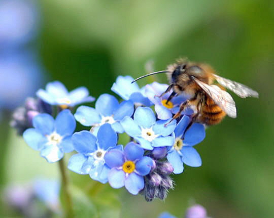 Rote Mauerbiene (Osmia bicornis) 2008 (Dez07..Mai08) Wildblumen, Schmetterlinge 136