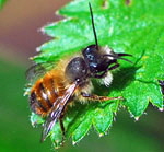 Rote Mauerbiene (Osmia bicornis) 3 kl.