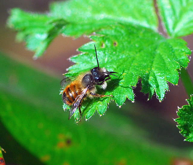 Rote Mauerbiene (Osmia bicornis) April 2010 Viernheimer Wald Goldstern u.Maikfer_Nikon 041