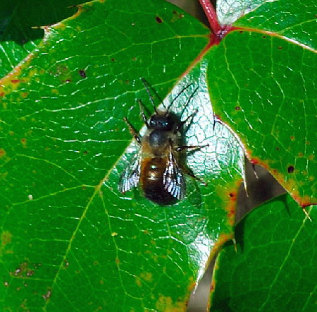 Rote Mauerbiene (Osmia bicornis) April 2010 Viernheimer Wald Goldstern u.Maikfer_Nikon 018