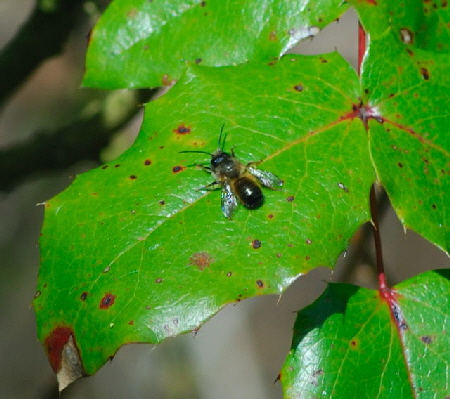 Rote Mauerbiene (Osmia bicornis) April 2010 Viernheimer Wald Goldstern u.Maikfer_Nikon 078
