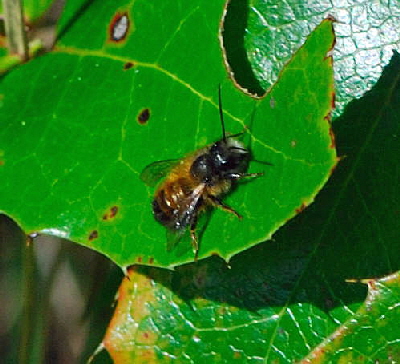 Rote Mauerbiene (Osmia bicornis) April 2010 Viernheimer Wald Goldstern u.Maikfer_Nikon 027