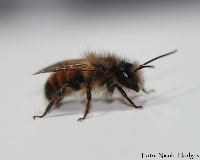 Rote Mauerbiene (Osmia bicornis)-Januar-Kche-2 (2)_N
