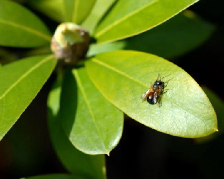 Rote Mauerbiene (Osmia bicornis) Nikon 2008 (Dez07..Mai08) Wildblumen, Schmetterlinge 131org