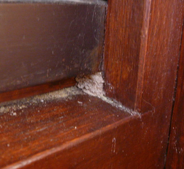 Rote Mauerbiene Bruthhle zu  April 2011 Viernheimer Wald Veilchen 008