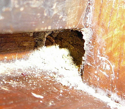 Rote Mauerbiene Mrz 2011 Krtenschutzaktion Zaun steht 050