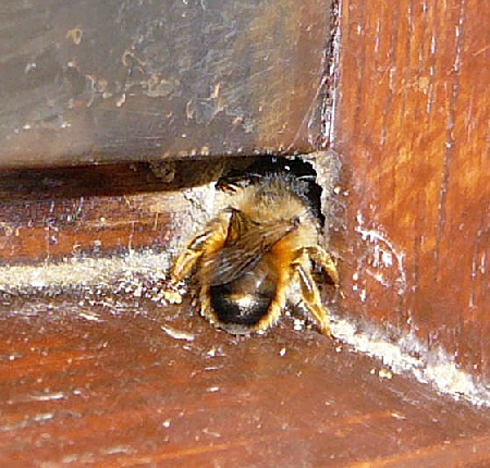 Rote Mauerbiene Mrz 2011 Krtenschutzaktion Zaun steht 051a