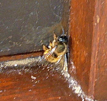 Rote Mauerbiene Mrz 2011 Krtenschutzaktion Zaun steht 053