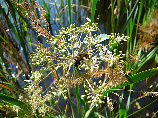 Rote Wespe (Vespula rufa) Urlaub 2010 7.8.Lueneburger Heide 057