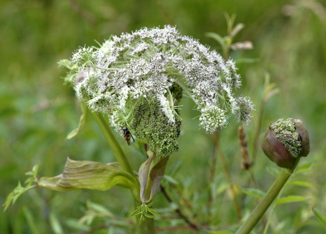 Rote Wespe Vespula rufa  Urlaub 2011 10.7.2011 Wildsteig NIKON 125