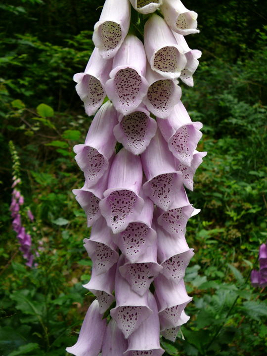 Roter Fingerhut Digitalis purpurea Juni 2008 Annweiler Trifels Naturpark Pflzer Wald 071