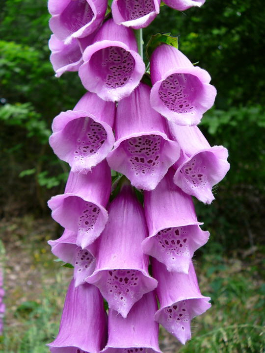 Roter Fingerhut Digitalis purpurea Juni 2008 Annweiler Trifels Naturpark Pflzer Wald 072