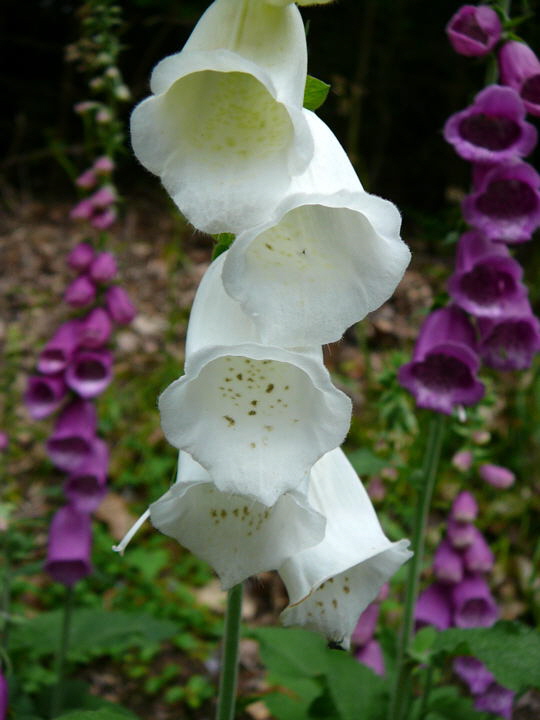 Roter Fingerhut Digitalis purpurea Juni 2008 Annweiler Trifels Naturpark Pflzer Wald 073