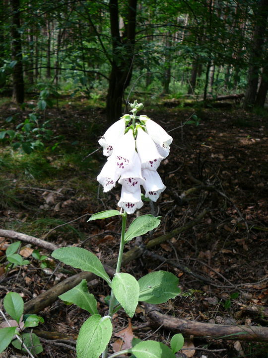 Roter Fingerhut Digitalis purpurea Juni 2008 Viernheimer Wald, Schotterpisten 034
