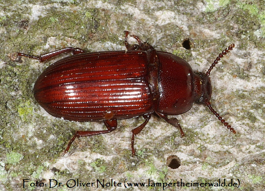 Roter Schwarzkfer Uloma culinaris (600) Dr. Oliver Nolte