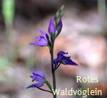 Rotes Waldvglein 1 kl.