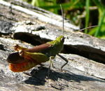 Rotleibiger Grashpfer (Omocestus cf. haemorrhoidalis) kl.