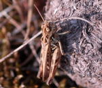 Rotleibiger Grashpfer (Omocestus haemorrhoidalis) Weibchen1 kl.