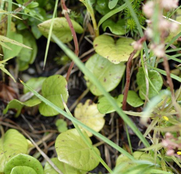 Rundblttrige Wintergrn (Pyrola rotundifolia)   2011-07-15 Nationalpark Berchtesgarden Wimbachtal NIKON 226
