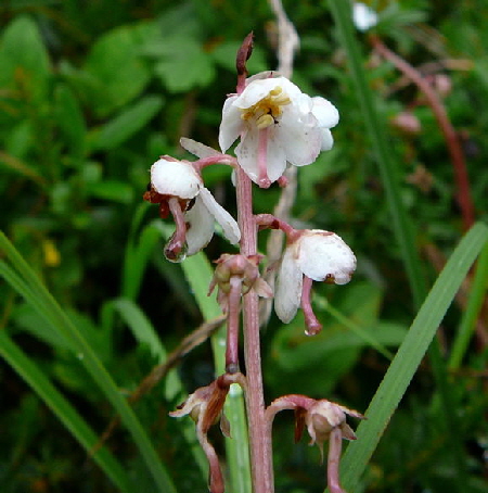 Rundblttriges Wintergrn (Pyrola rotundifolia)  2011-07-15 Nationalpark Berchtesgarden Wimbachklamm+gries 095