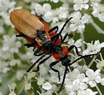 Rssel-Rotdeckenkfer (Lygistopterus sanguineus) 2 kl.