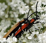 Rssel-Rotdeckenkfer (Lygistopterus sanguineus) kl.