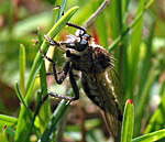 Sbel-Raubfliege Dysmachus trigonus kl.1