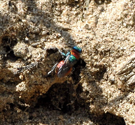Sand-Goldwespe (Hedychrum niemelaeii od. nobile) Weibchen Juni 2011 Viernheimer Wald Schmetterlinge NIKON 074a
