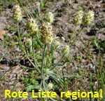 Sand-Wegerich Psyllium arenarium 1 kl.