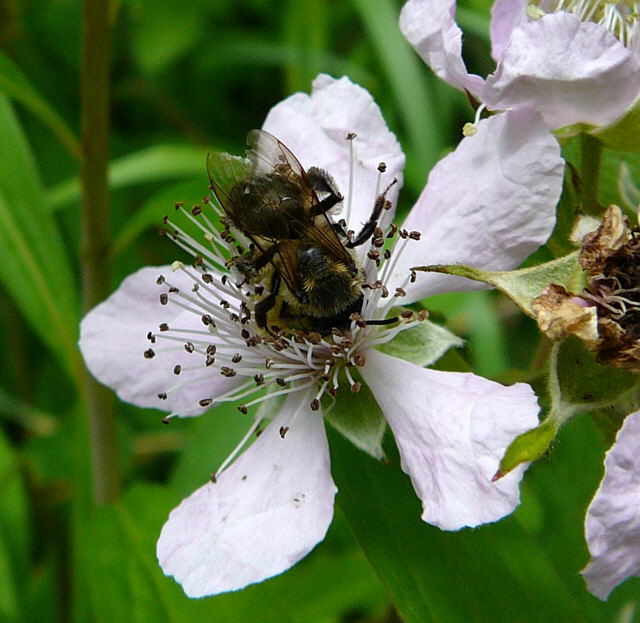 Sandbiene 6 Andrena spec. Juni 2010 Viernheimer Wald bei Httenfeld und Blumenacker 114
