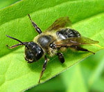 Sandbiene 7 Andrena spec.kl.