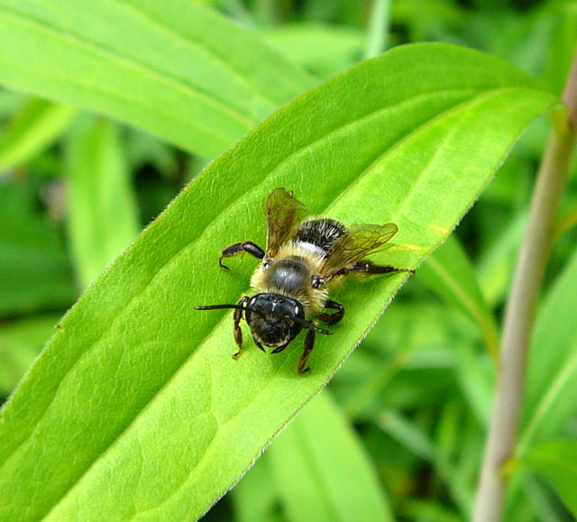 Sandbiene 7 Andrena spec. Juni 2010 Viernheimer Wald bei Httenfeld und Blumenacker 120