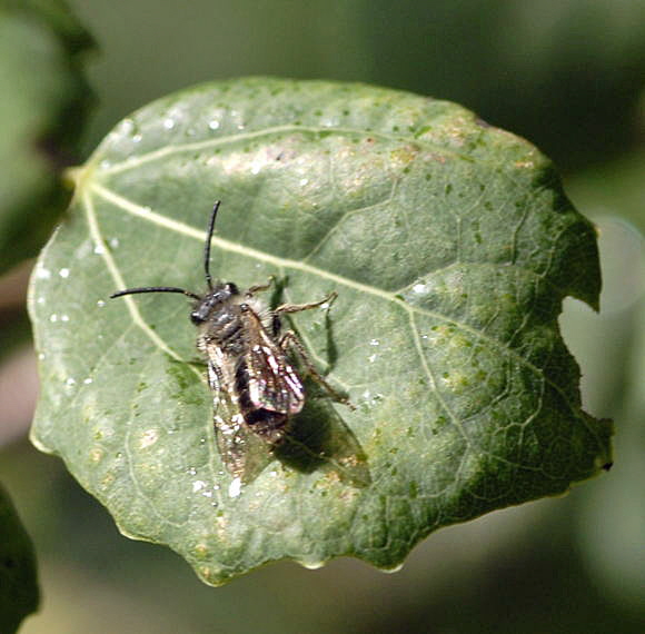 Sandbiene 8  Andrena spec. Mnnchen Juni 2011 Vatertag Birkenau Buchklingen Weinheim Insekten NIKON 071
