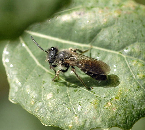 Sandbiene 8 Andrena spec. Mnnchen Juni 2011 Vatertag Birkenau Buchklingen Weinheim Insekten NIKON 075