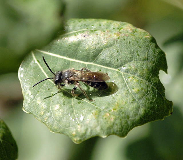 Sandbiene 8 Andrena spec. Mnnchen Juni 2011 Vatertag Birkenau Buchklingen Weinheim Insekten NIKON 073