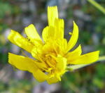 Savoyer Habichtskraut (Hieracium sabaudum agg.) kl.