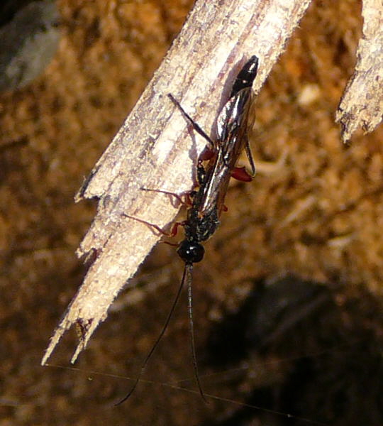 Schlupfwespe (Parasitica) April 09 Insekten & Wildblumen Viernheimer Wald 017