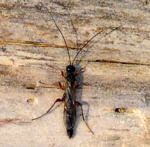 Schlupfwespe (Parasitica) kl.